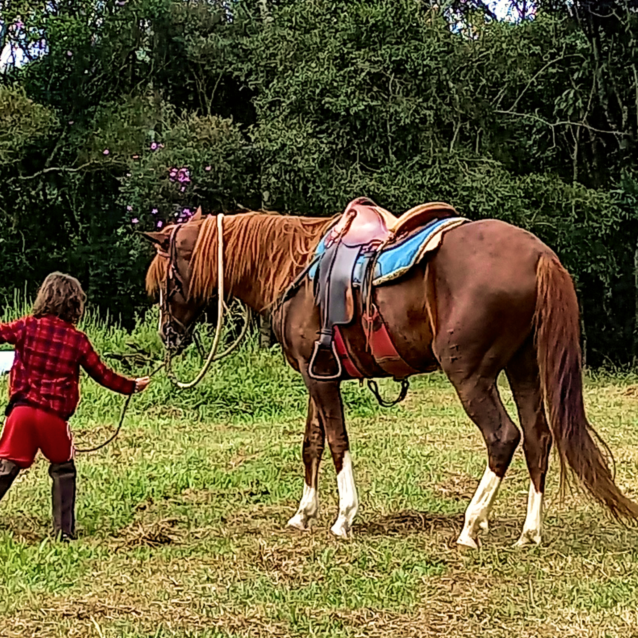 Passeios a cavalo